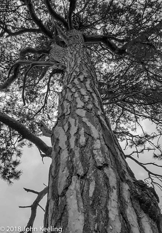 A Haunted Tree…? – JOHN KEELING MEDIA